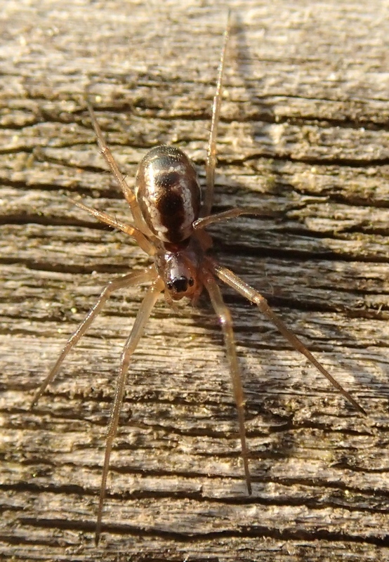 Linyphiidae: Microlinyphia sp.?